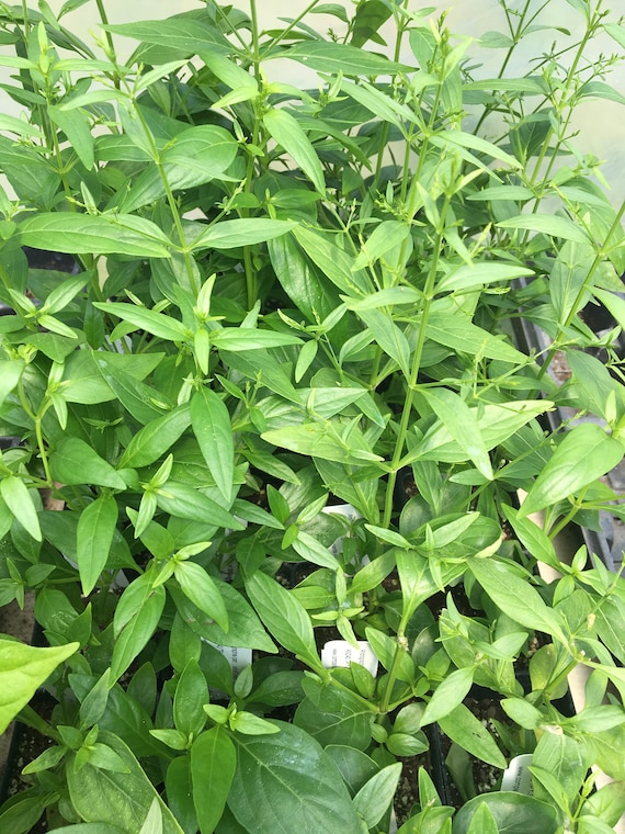 Andrographis Paniculata