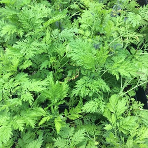 May include: A close-up view of a group of green leafy plants. The plants are densely packed together, creating a lush and vibrant display.