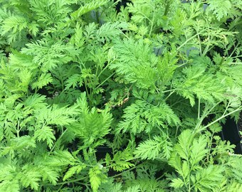 Artemisia annua Sweet Annie Sweet Wormwood Plant in 2.5 inch pot