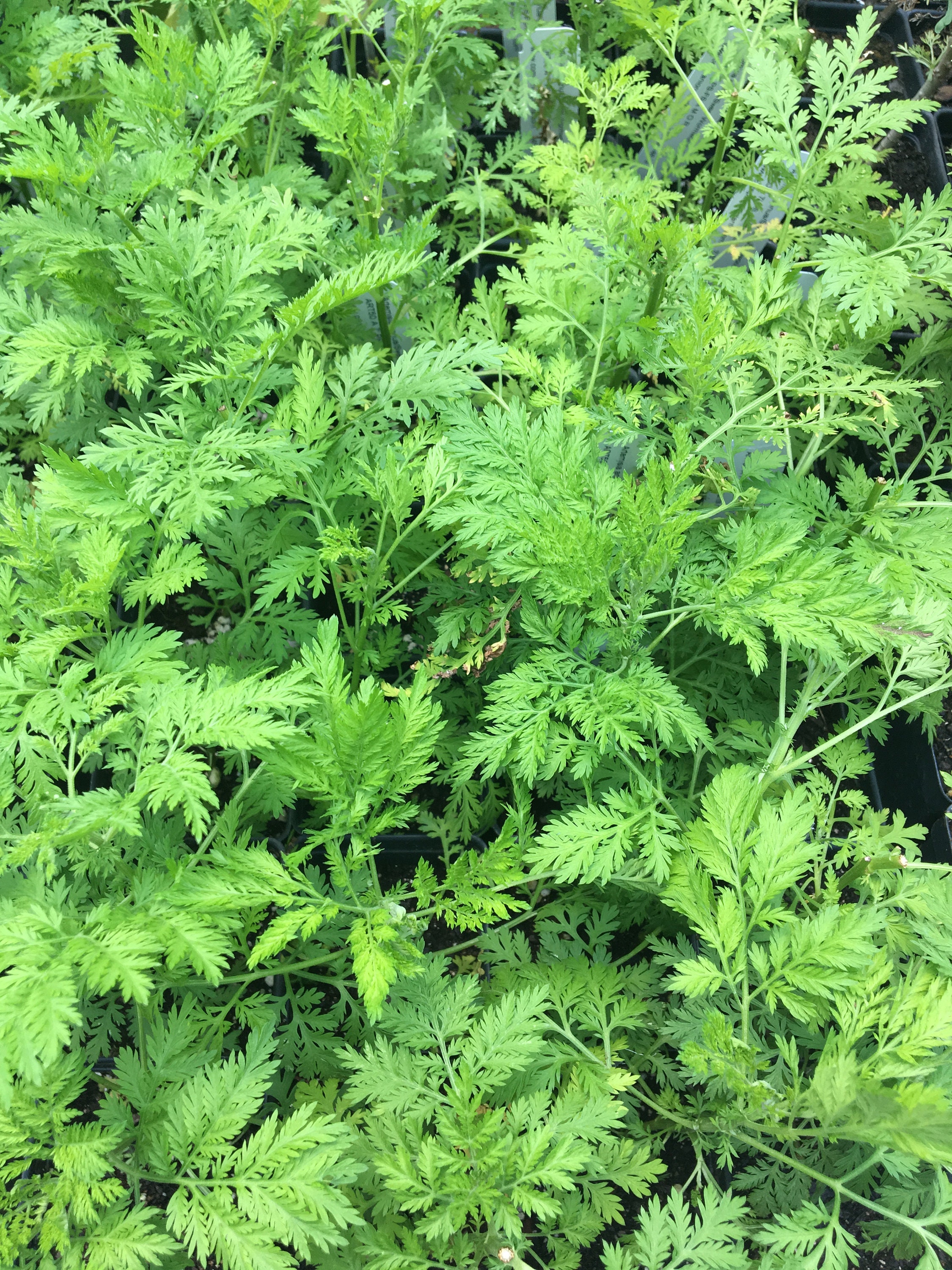 Artemisia Annua Sweet Annie Sweet Wormwood Plant in Inch - Etsy