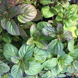 Mentha x. M. gentilis Red Mint Plant in 2.5 inch pot Thai Cooking