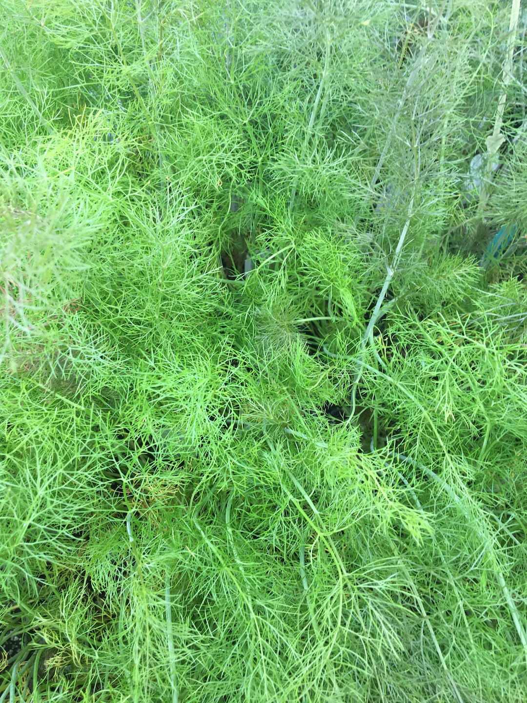 Foeniculum Vulgare Bronze Fennel Plant in 2.5 Inch Pot Culinary Etsy