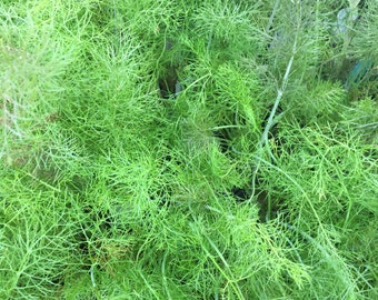 Foeniculum vulgare Bronze Fennel Plant in 2.5 inch pot culinary