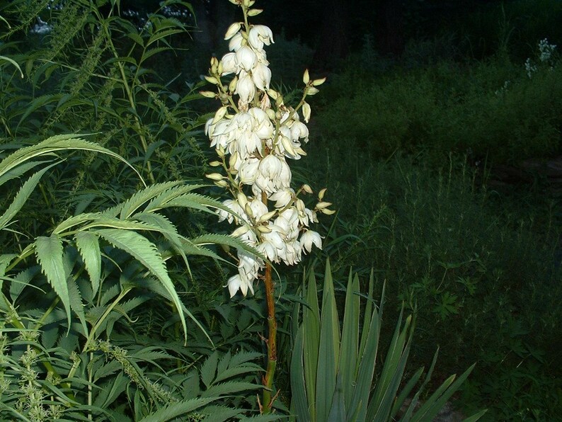 CompanionPlants Yucca filamentosa - Thumbnail 4