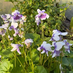 May include: A cluster of delicate flowers with white petals and vibrant purple centers, supported by slender green stems and rounded green leaves. The blossoms feature distinct dark purple veining on the lower petals, creating a soft contrast against the white edges of the flower heads.