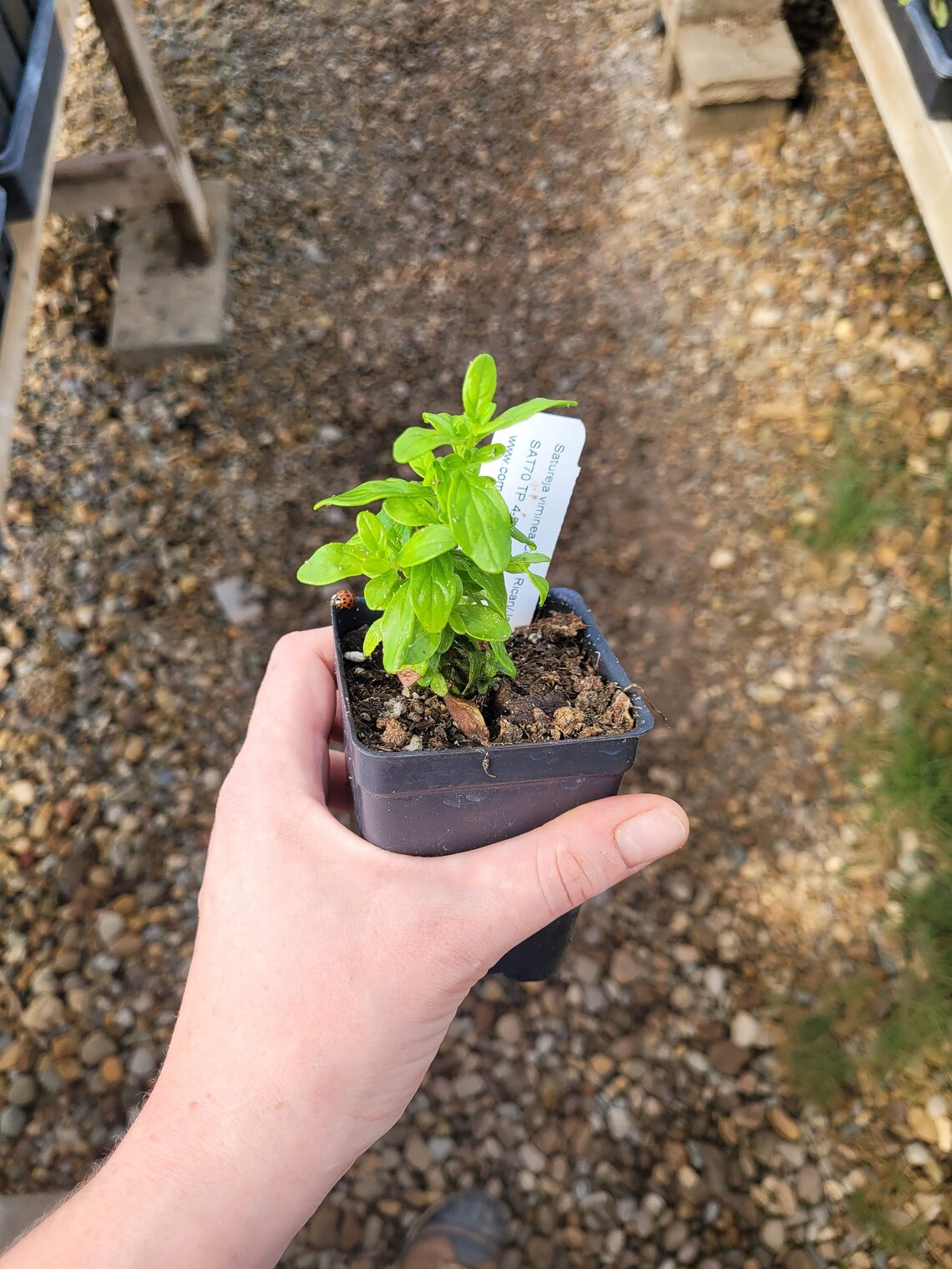 Satureja Viminea/micromera Viminea/costa Rican Mint Bush Plant in 4 ...