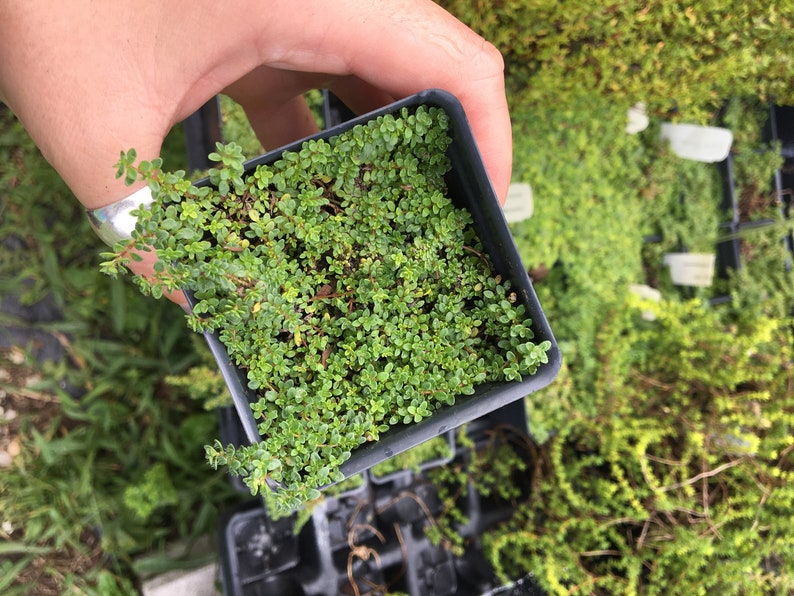 Thymus serpyllum 'Elfin' Elfin Thyme Live Plant in 2.5 Etsy