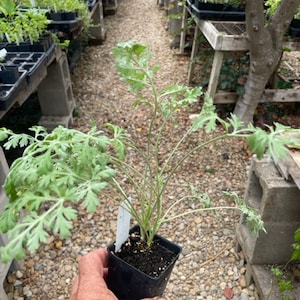 May include: A potted green plant with feathery leaves in a black plastic pot. The plant is being held by a hand.