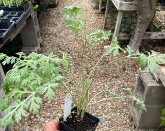 Artemisia absinthium Wormwood Plant 2 1/2" pot Hardy Perennial