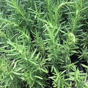 May include: A close-up view of a group of rosemary plants in pots. The plants are green and have long, thin leaves. The plants are arranged in a row, and the pots are black.