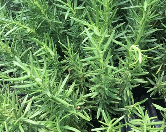 Rosmarinus off. 'Salem' Salem Rosemary Plant in 2.5 inch pot