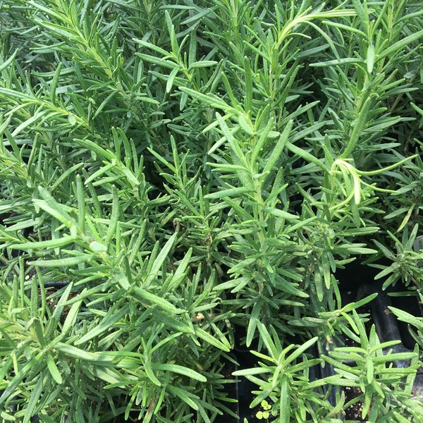 Rosmarinus off. 'Salem' Salem Rosemary Plant in 2.5 inch pot