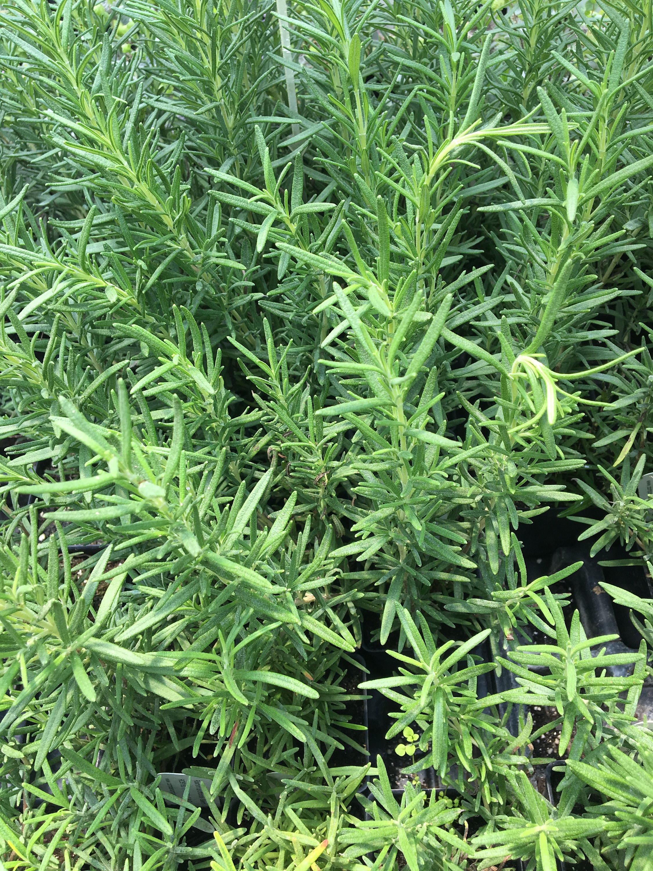 Rosmarinus Off. 'salem' Salem Rosemary Plant in 2.5 Inch Pot