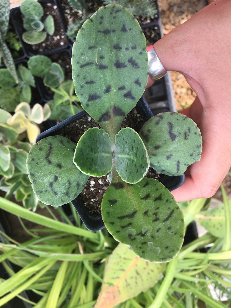Kalanchoe Sp. Donkey Ear Succulent Houseplant House Plant Live Etsy