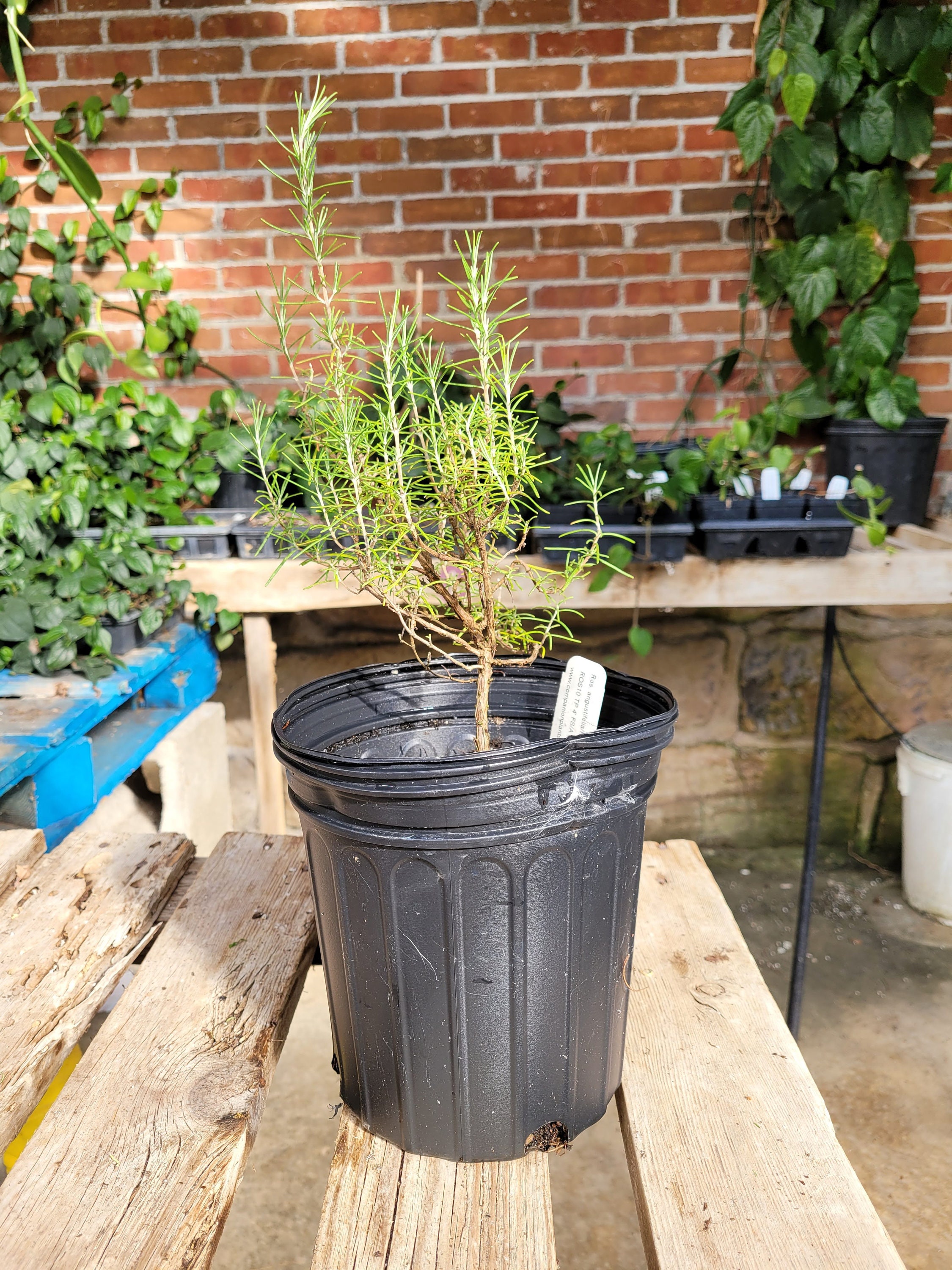 Rosmarinus Angustifolia 'pinescented' Rosemary LIVE Etsy