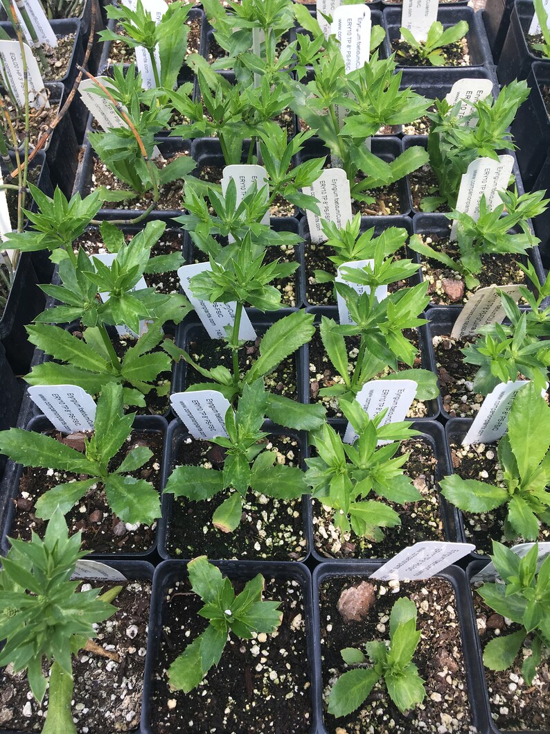 Eryngium foetidum CULANTRO live plant in 2.5 inch pot smells Etsy