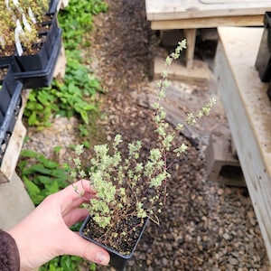 May include: A small potted plant with green and white variegated leaves. The plant is in a black plastic pot and is sitting on a bed of small rocks.