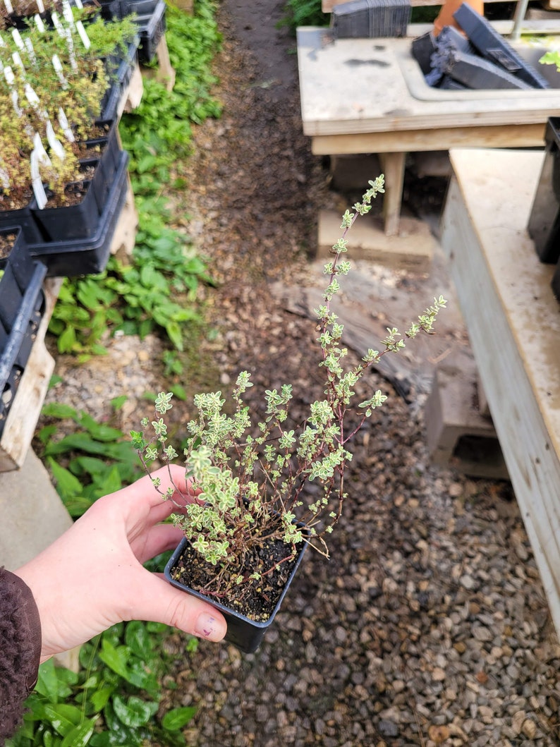 May include: A small potted plant with green and white variegated leaves. The plant is in a black plastic pot and is sitting on a bed of small rocks.