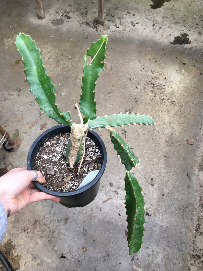 Selenicereus sp. DRAGON FRUIT CACTUS White-Fleshed Pitahaya | Etsy