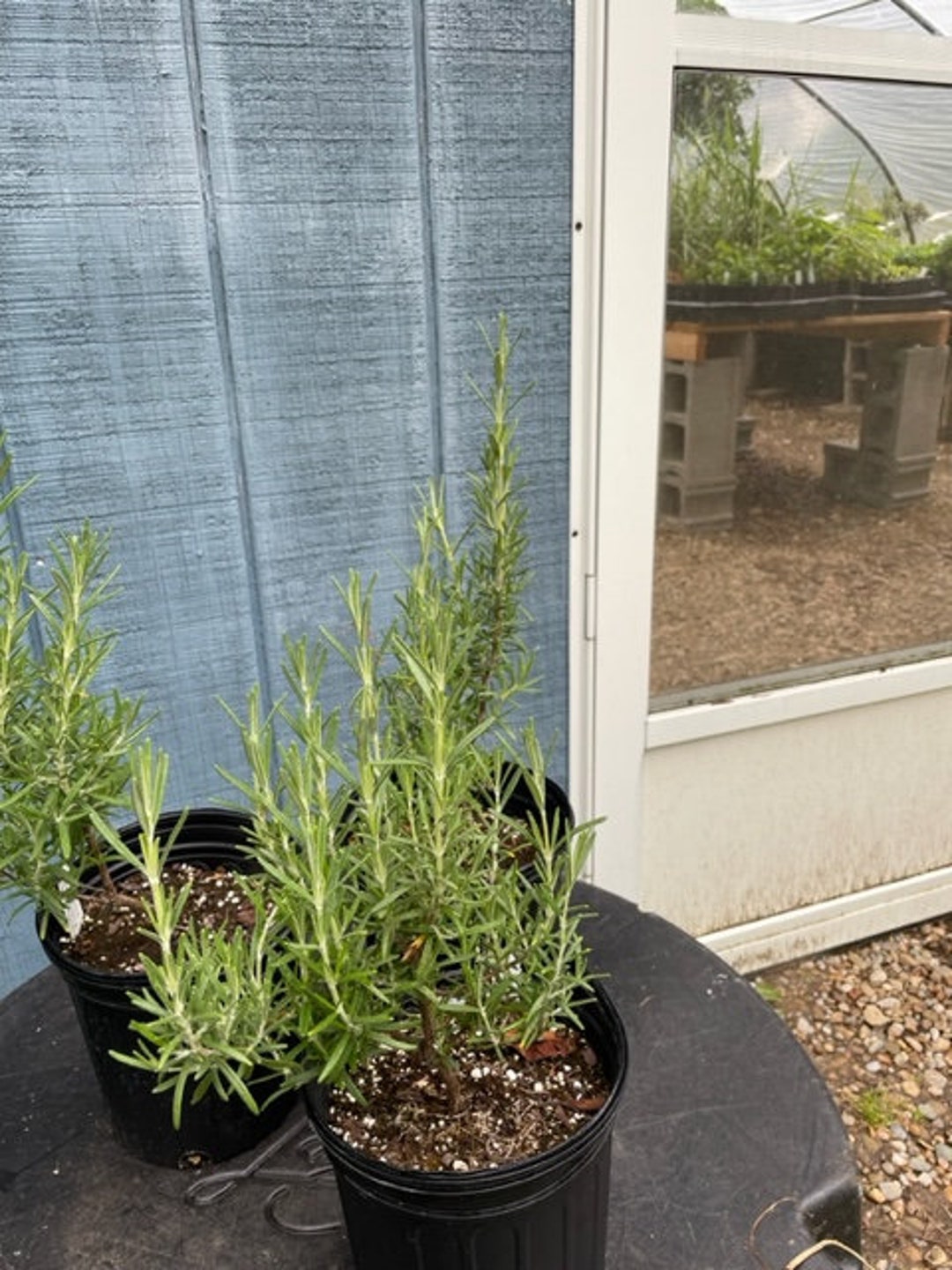 Rosmarinus Off. 'arp' ARP Rosemary Plant in Gallon Pot Etsy