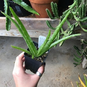 Aloe barbadensis Aloe vera plant in 2.5 inch pot image 4