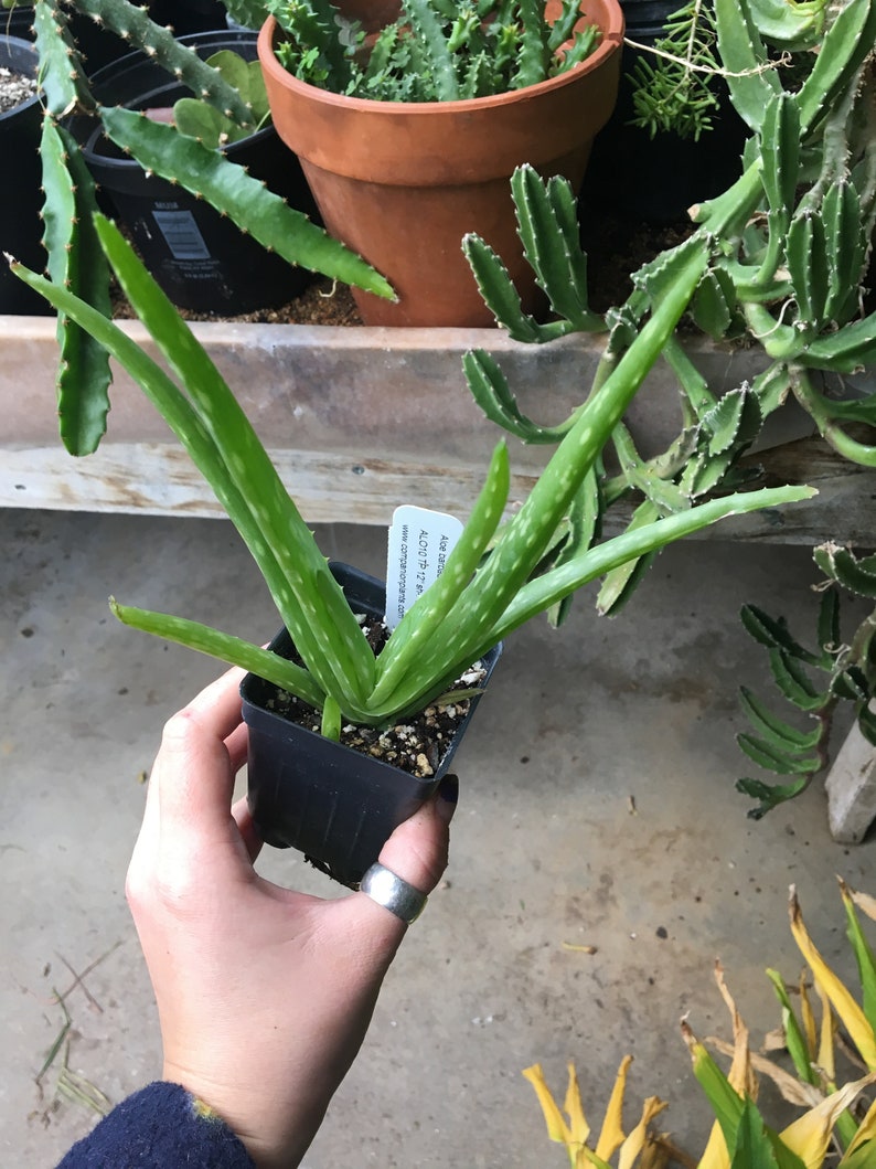 Aloe barbadensis Aloe vera plant in 2.5 inch pot image 4