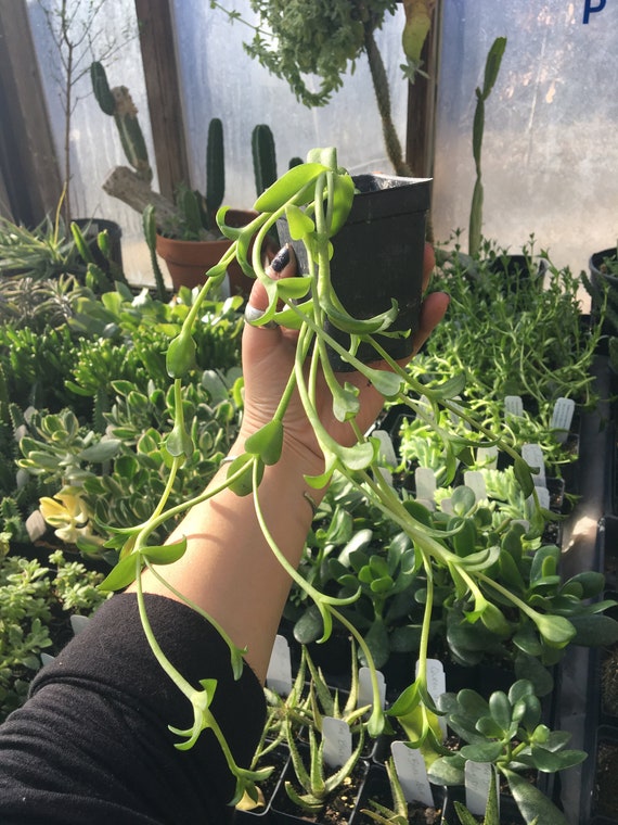 Sceletium Sp. Kanna LIVE PLANT Live Succulent Plant in 2.5 Inch