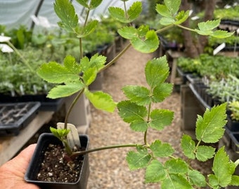 Angelica polymorpha Chinese Angelica plant 2.5 inch pot