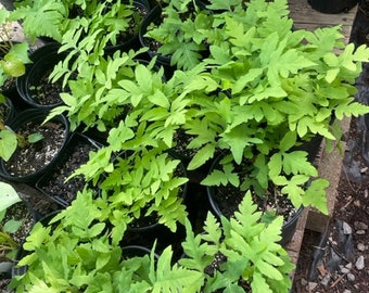 Onoclea sensibilis Sensitive Fern in Gallon Pot Bead Fern Sympathy Fern