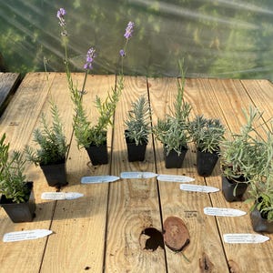 May include: Eight small lavender plants in black plastic pots arranged in a semi-circle on a wooden surface. Each plant has a white rectangular identification tag placed in front of it. The plants feature silvery-green foliage and purple flowers.