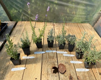 Lavender Collectors' Bundle: Three, Five, or Eight UNIQUE live plants in 2.5" pots