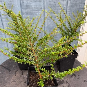 May include: Three potted green plants with thin stems and small leaves. The plants are in black plastic pots and are sitting on a wooden surface.