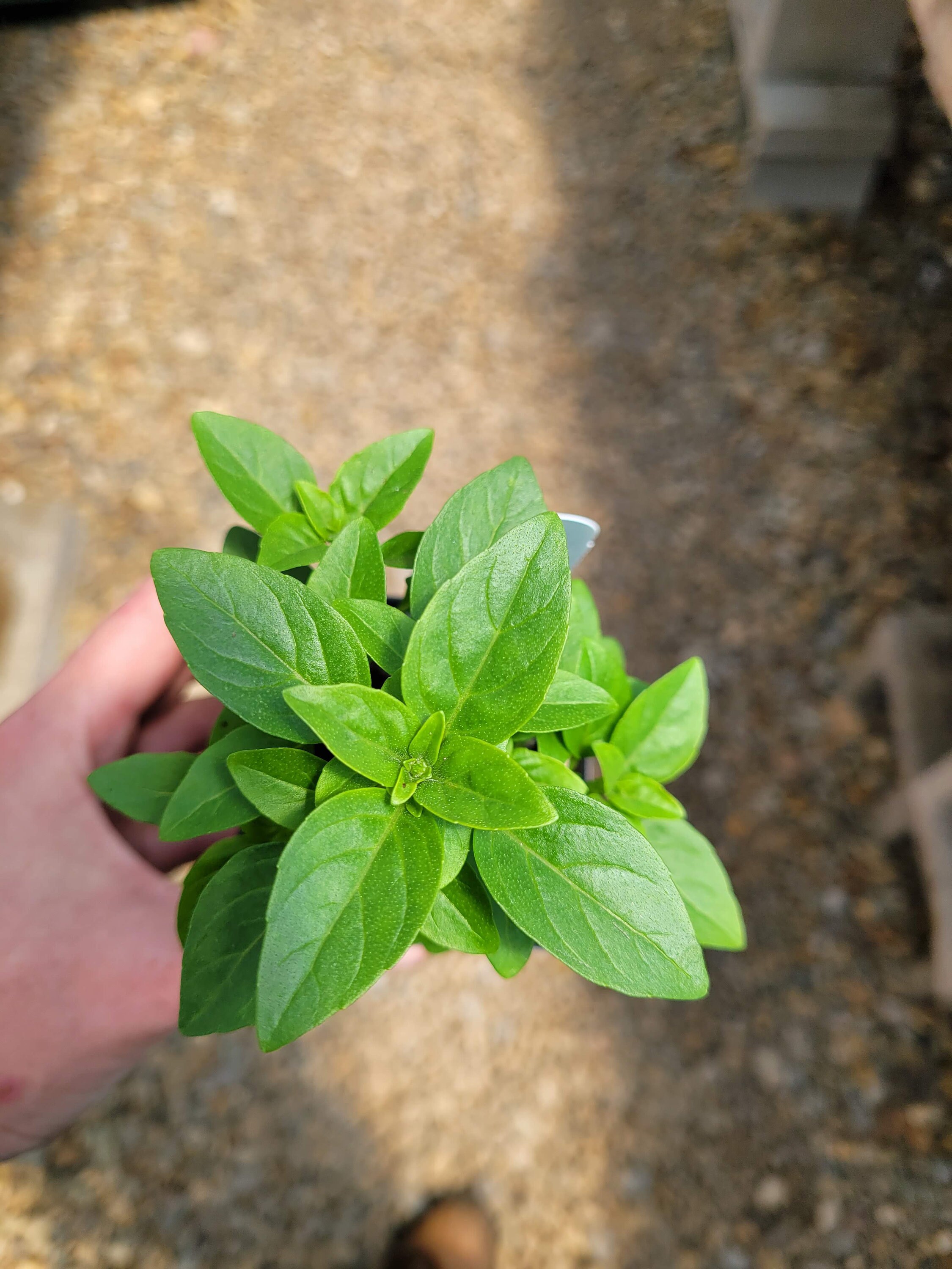 Ocimum basilicum 'Minimum' Dwarf Basil LIVE PLANT in Etsy