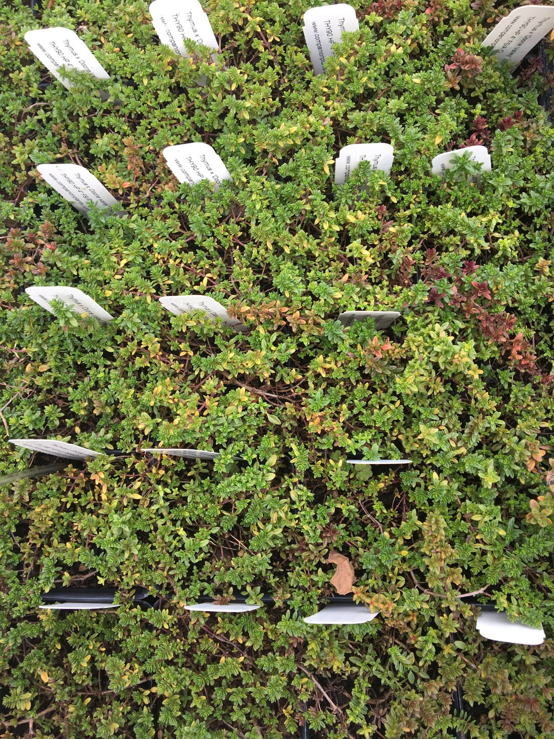 Thymus X 'doone Valley' Doone Valley Thyme Plant in Etsy