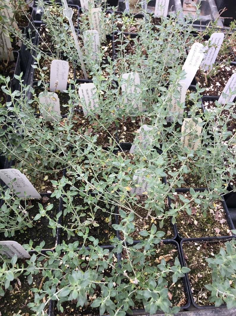 Teucrium marum Cat Thyme Germander LIVE PLANT in 2.5 inch pot image 2