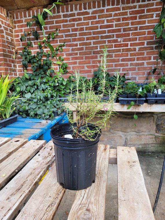 Rosmarinus Angustifolia 'pinescented' Rosemary LIVE Etsy