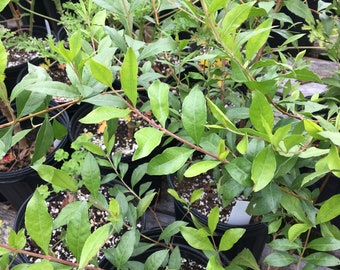 Lawsonia inermis HENNA PLANT live plant in GALLON Size Pot