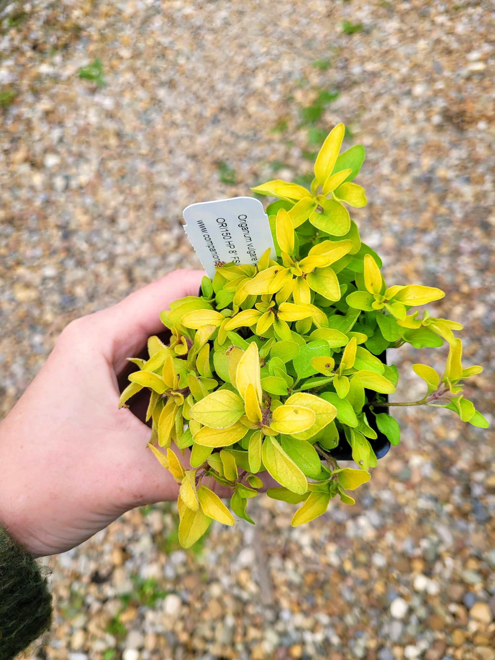 Origanum vulgare 'Aureum' Golden Oregano LIVE PLANT in Etsy