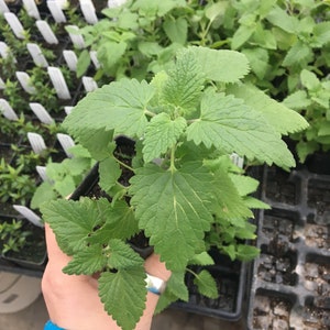 Nepeta cataria Catnip Plant in 2.5 inch pot image 2