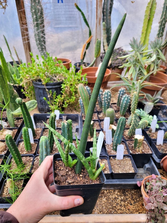 Image of African Spear Plant ti plant companion