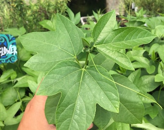 Passiflora incarnata Passionflower Maypop Native vine plant in 4 inch pot