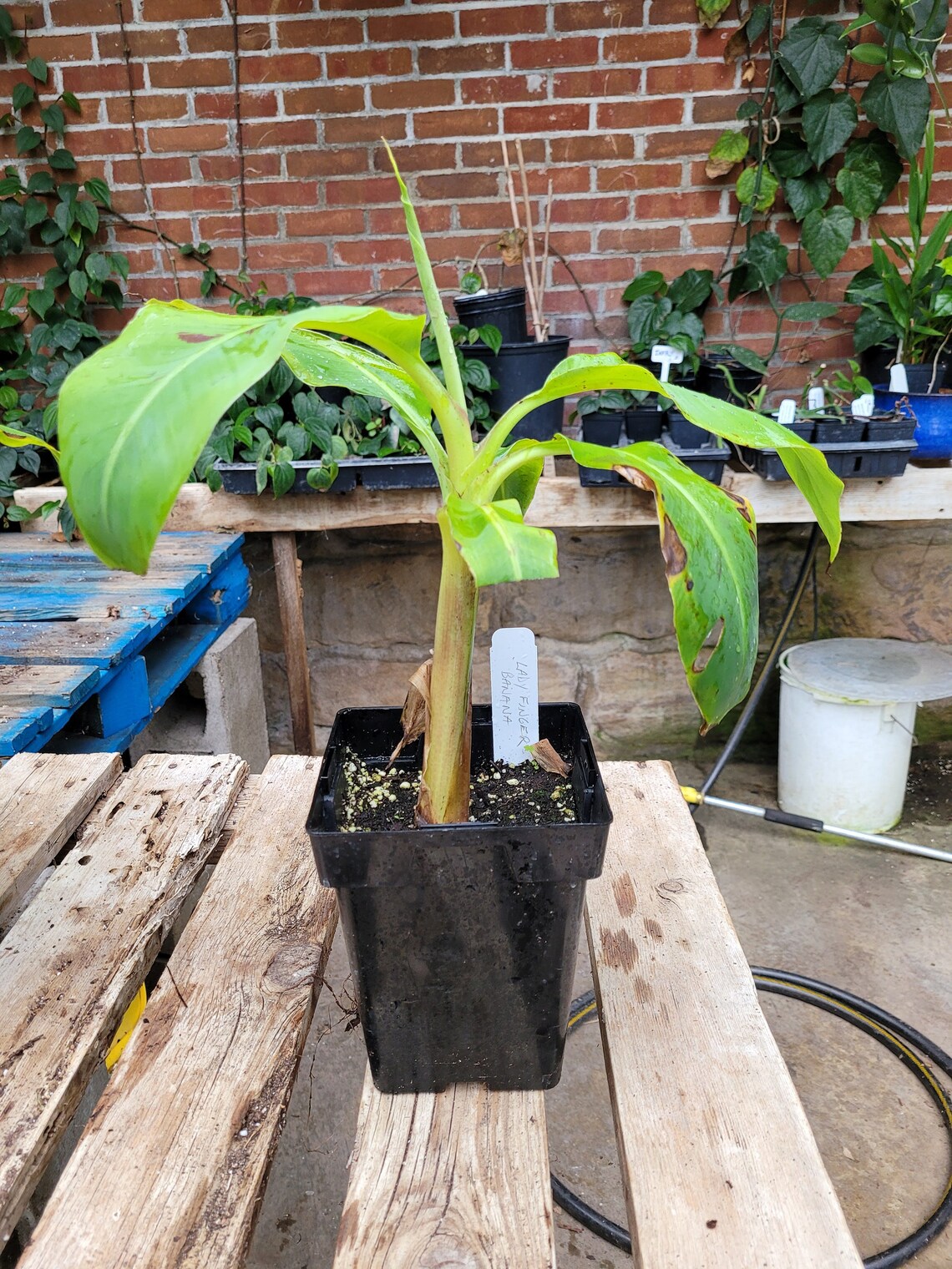 Musa acuminata Banana Dwarf Lady Finger Banana Live Plant in Etsy