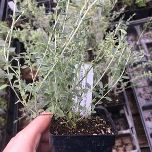 Teucrium marum Cat Thyme Germander LIVE PLANT in 2.5 inch pot image 4