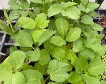 Angelica archangelica Angelica live plant 2.5 inch pot