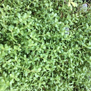 Bacopa monnieri Brahmi Water Hyssop Plant Ayurvedic herb 2.5 inch pot image 3