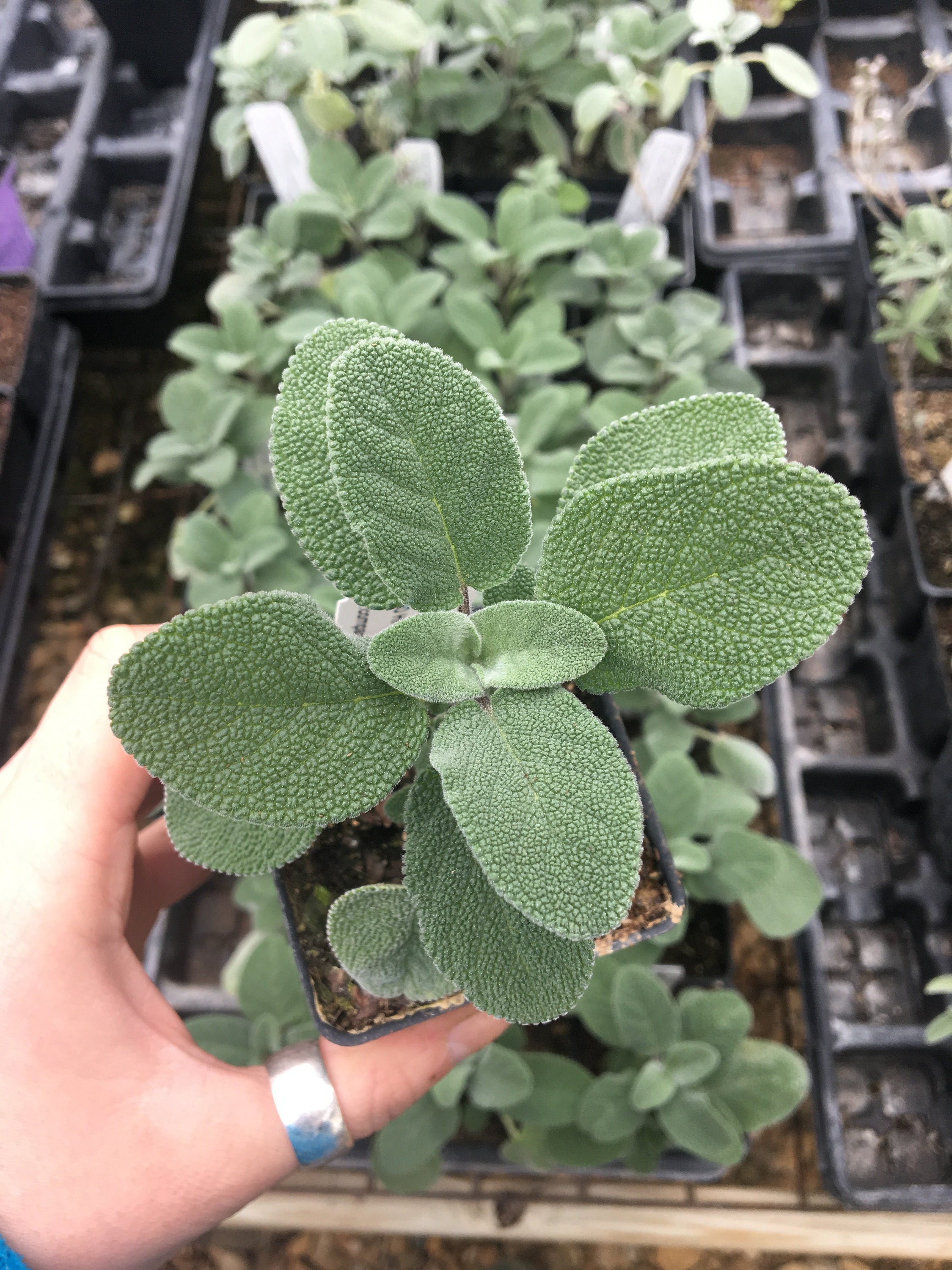 Combined Shipping Sage,Berggarten 4" Potted Plant 