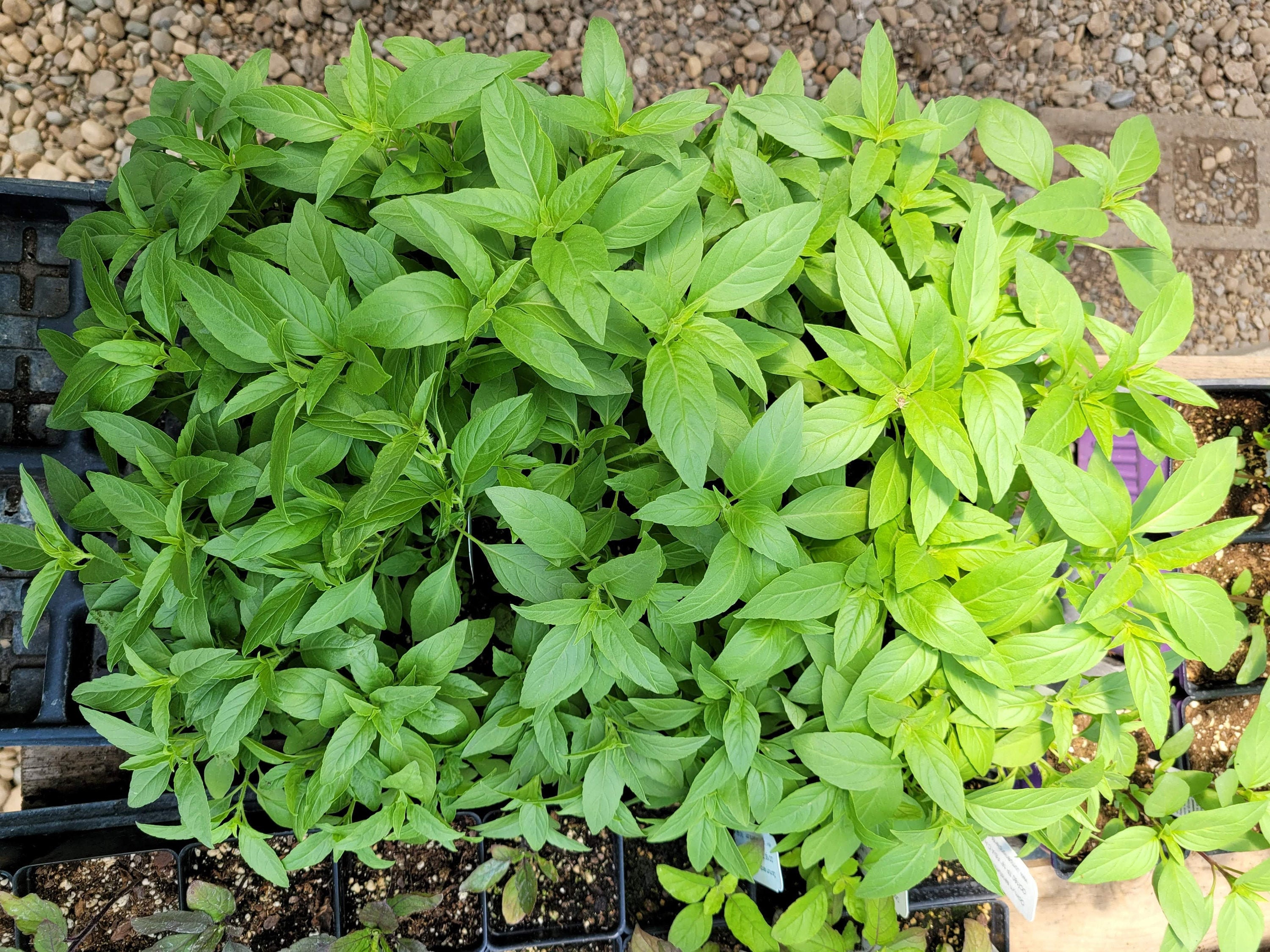 Ocimum canum Malawi Camphor Basil LIVE PLANT in 2.5 inch Pot Etsy