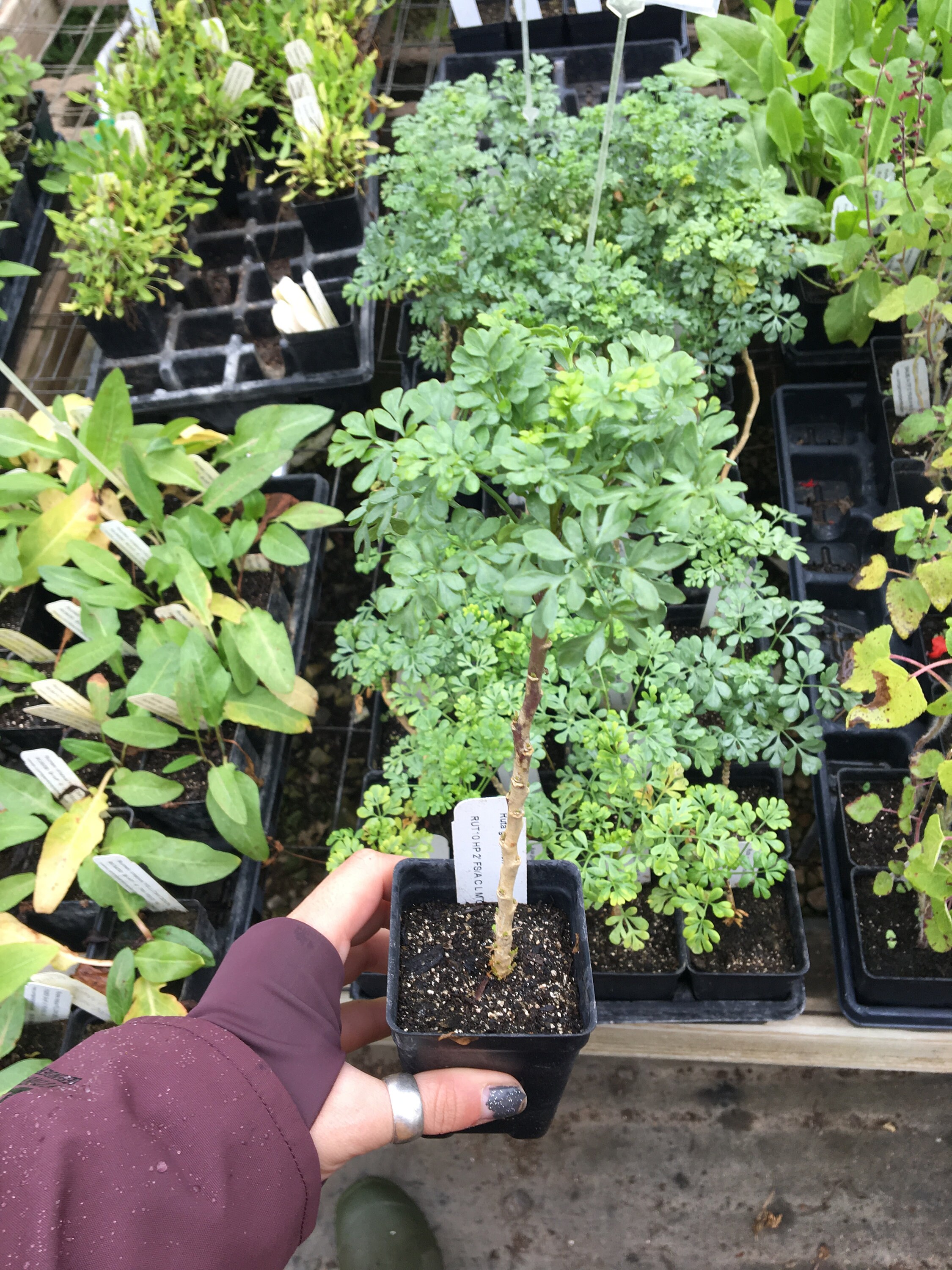 Rue Plant Ruta graveolens Herb of Grace LIVE PLANT in 2.5 inch Etsy
