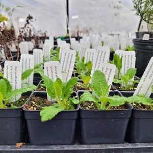 May include: Close-up of a tray of small potted plants with white labels. The labels have the text "Stachys affinis/Chinese Artichokes" and "STA10 AHP 18 FSIC" on them. The plants have green leaves.