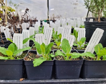 Stachys affinis Chinese Artichoke Crosnes Plant in 2.5 inch pot, Culinary